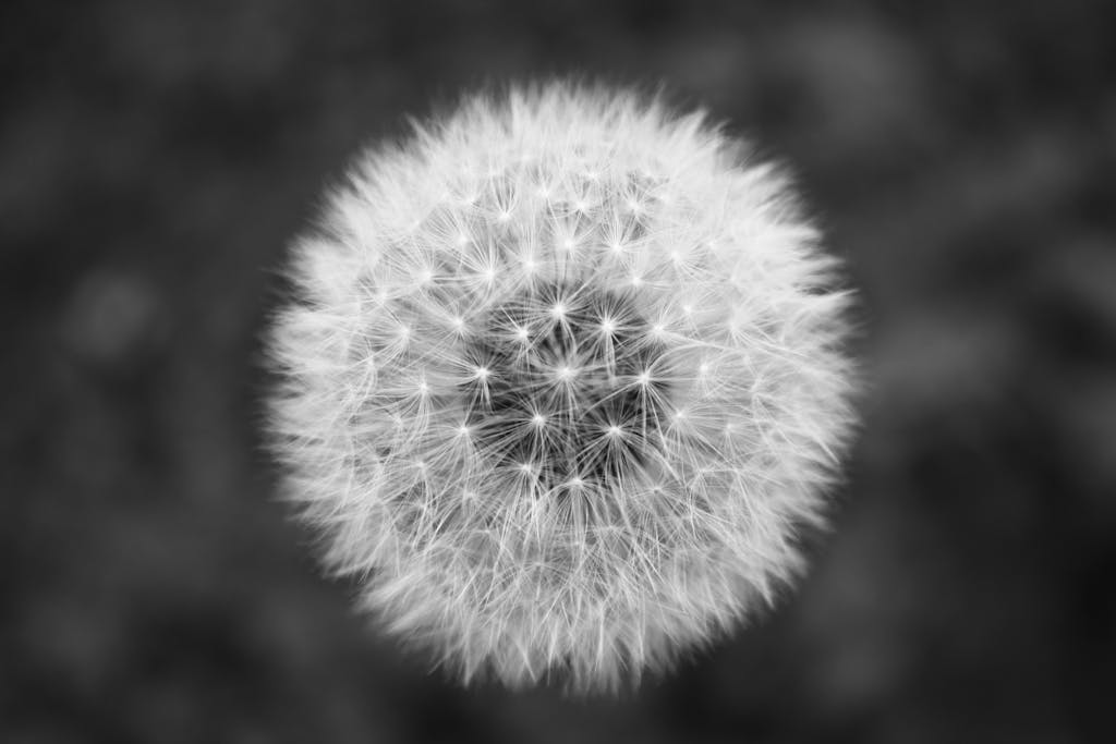 VirtusPlays Stunning black and white close-up of a dandelion showcasing its intricate details.