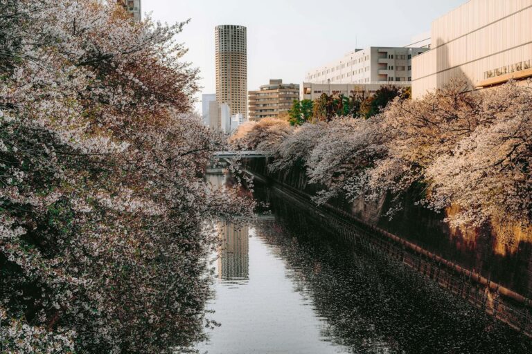 Whatsontech Beautiful cherry blossoms line the Meguro River in Tokyo during spring.