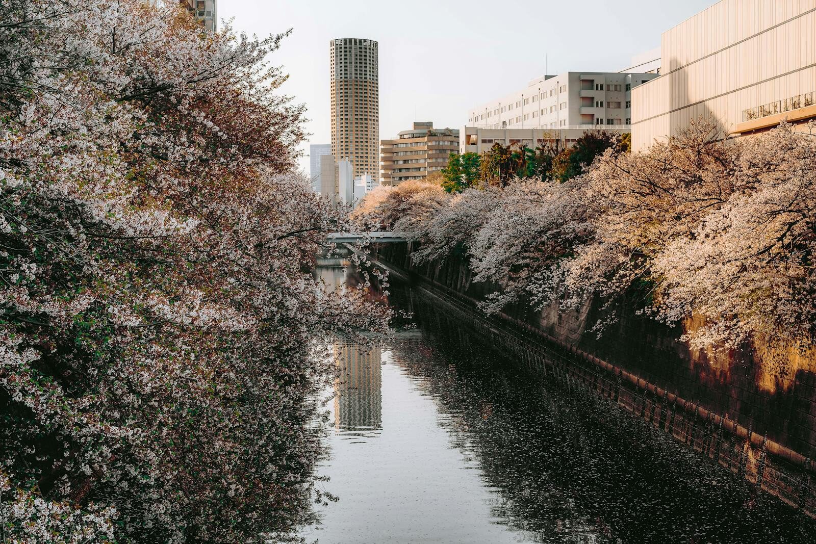 Whatsontech Beautiful cherry blossoms line the Meguro River in Tokyo during spring.
