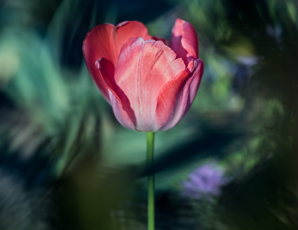Beautiful A beautiful red tulip captured in full bloom with a soft blurred background.