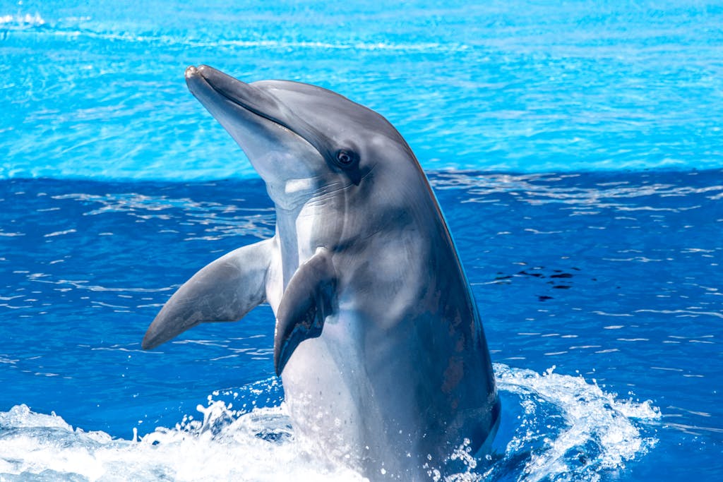<!-- wp:separator -->
<hr class="wp-block-separator has-alpha-channel-opacity"/>
<!-- /wp:separator --> A bottlenose dolphin playfully emerges from the ocean, showcasing its natural grace.