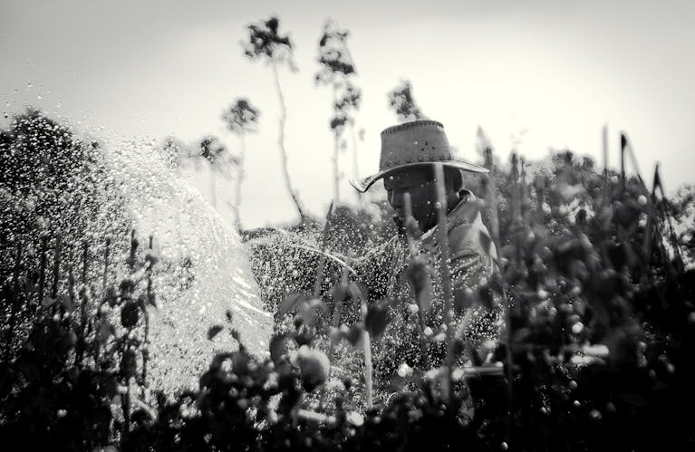 Dampfreis A farmer in Vietnam watering plants on a farm, captured in black and white, emphasizes rural life.