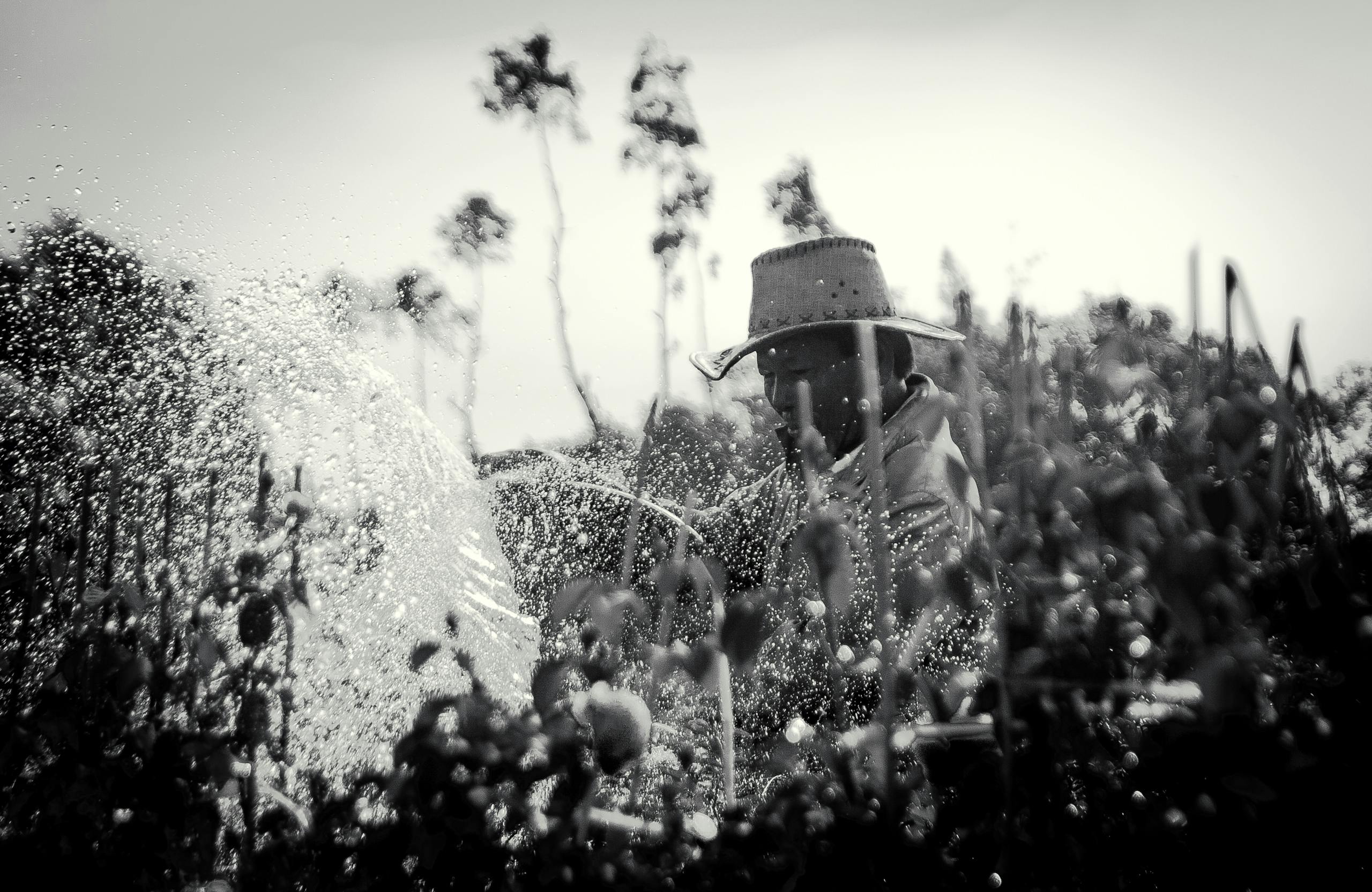 Dampfreis A farmer in Vietnam watering plants on a farm, captured in black and white, emphasizes rural life.