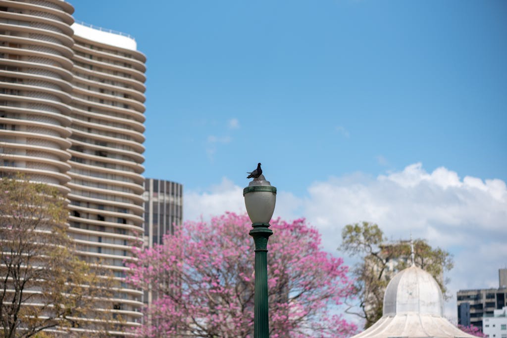 ips-newz.com A peaceful scene with a bird on a lamp post in a plaza in Belo Horizonte, Brazil.