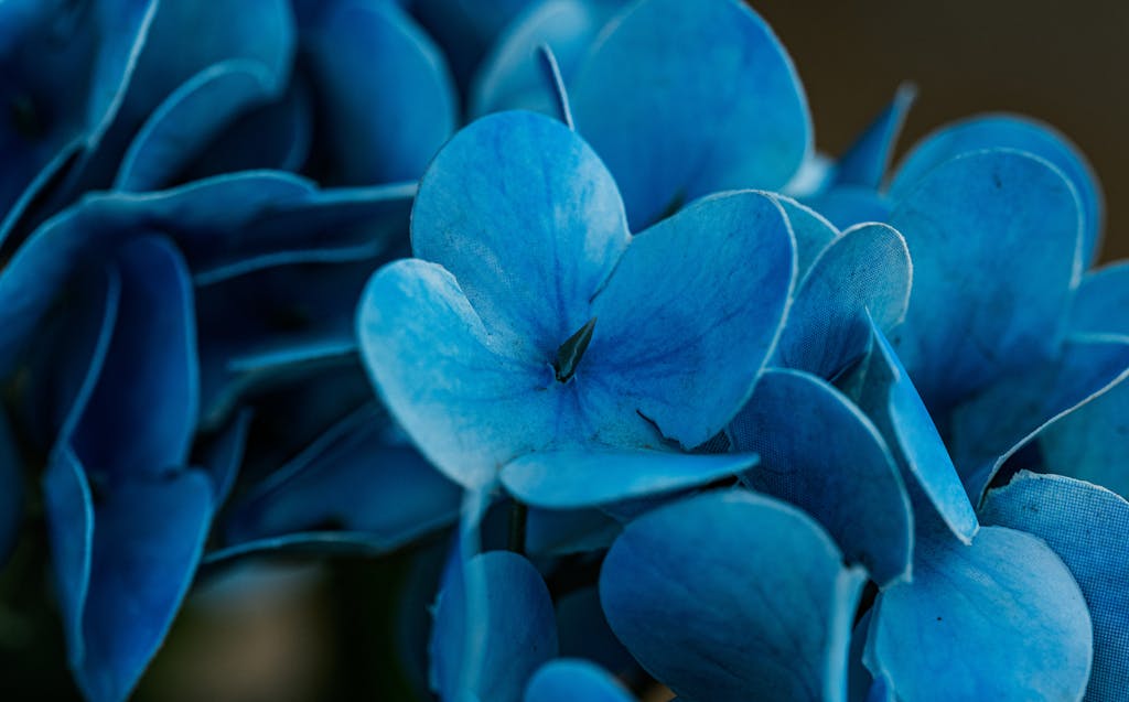 Bengals  Beautiful close-up of vivid blue hydrangea flowers captured in Thailand.
