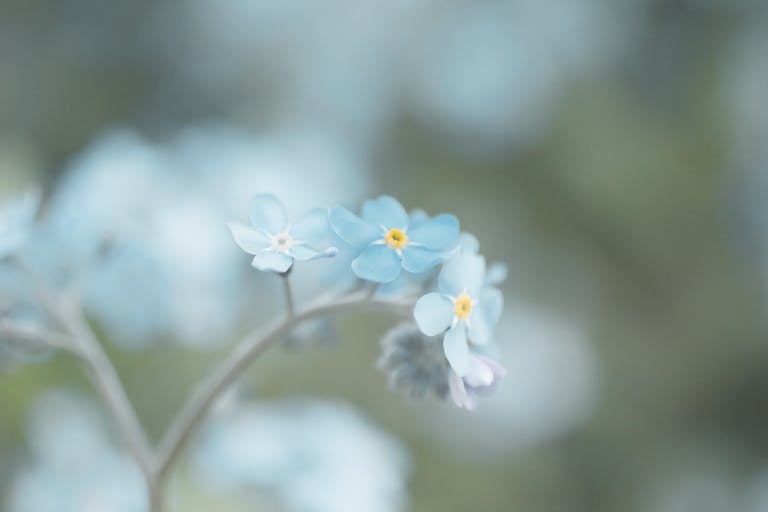 Bolly4u Me Close-up of beautiful blue forget-me-not flowers with soft focus background.