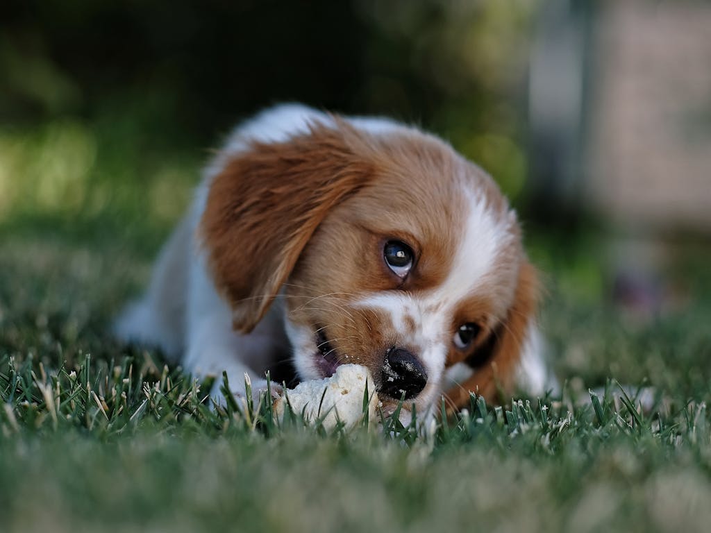 Valplekar Cute puppy chewing on a bone while lying on grassy lawn. Perfect pet portrait.