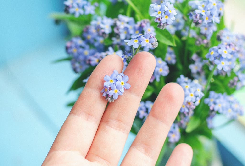 Bolly4u Me Gentle hand holding a delicate forget-me-not flower against a blue background.