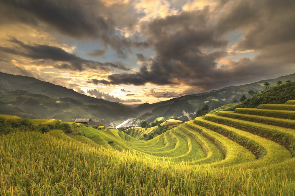 Dampfreis  Golden terraced rice fields under a dramatic sunset sky, capturing rural beauty and serenity.