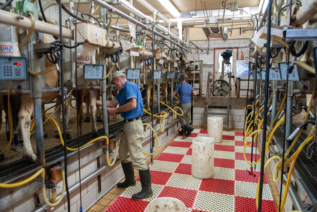 Dojen Moe Men operating milking machines at a dairy farm in Raleigh, NC.