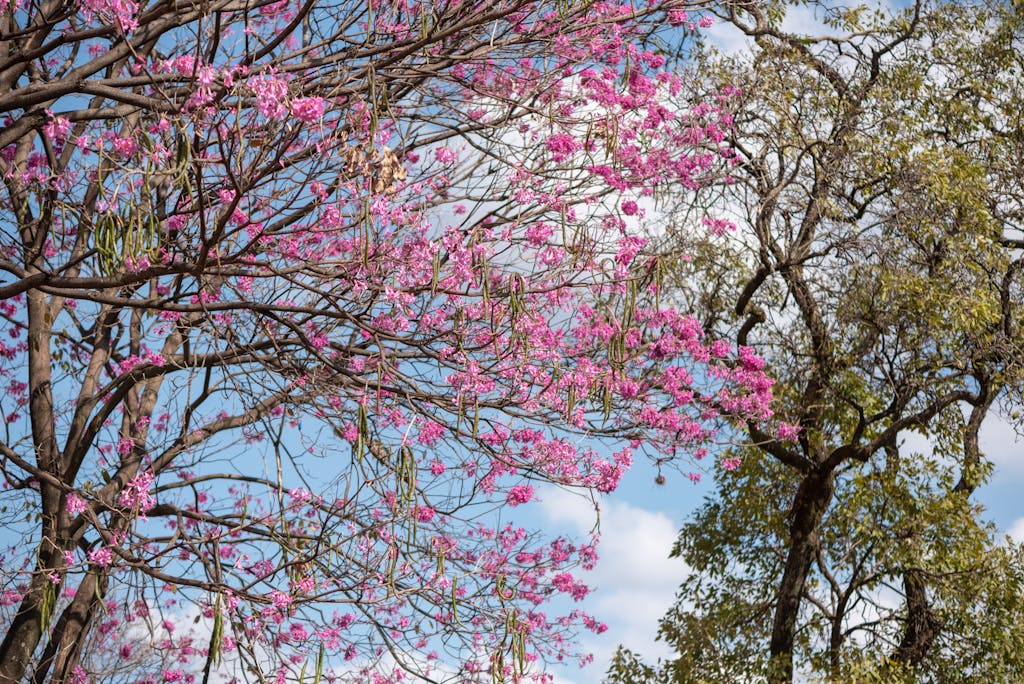 ips-newz.com Vibrant pink Ipê trees blooming under a clear blue sky in Belo Horizonte.